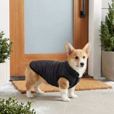 corgi avec manteau pour petit chien noir prêt a partir