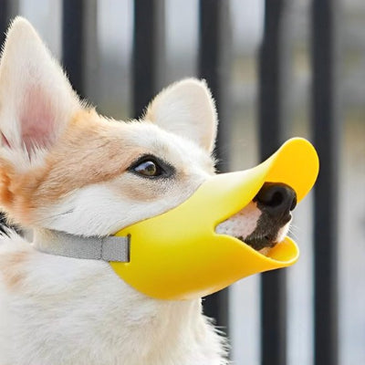 corgi avec muselière chien jaune