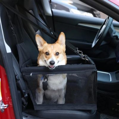 corgi dans siège auto chien