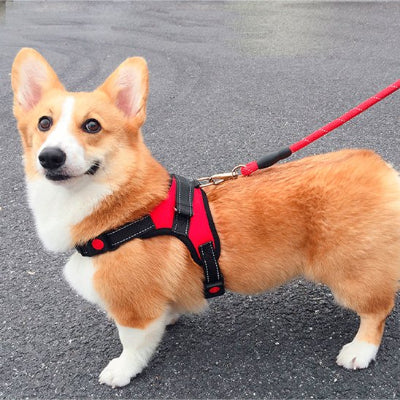corgi en ville avec harnais pour chien anti traction rouge