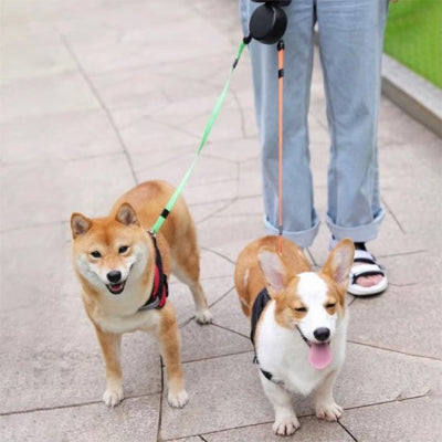 corgi et shiba inu avec double laisse pour chien rétractable