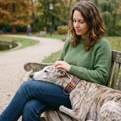 dame caresse whippet porte collier chien