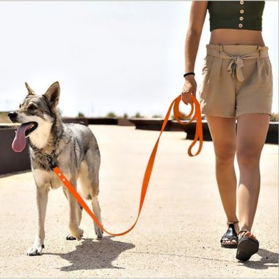 dame promène chien loup en laisse de dressage pour chien