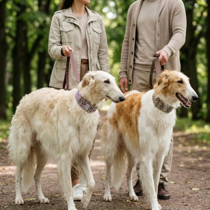 deux barzois en promenade portent collier chien léopard