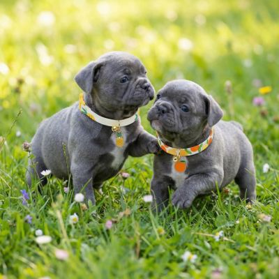 deux bébés bouledogue portent collier chiot