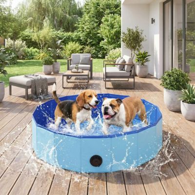 deux chiens jouent dans piscine pour chien bleu