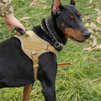 doberman avec harnais tactique chien couleur jaune