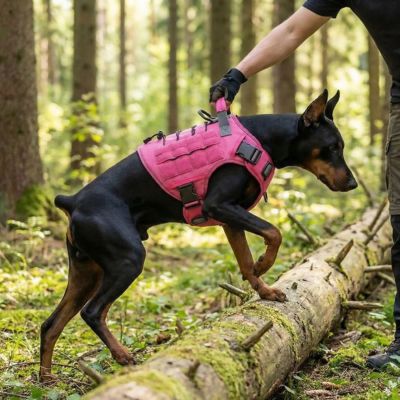 doberman porte harnais chien anti traction rose tenu par poignée