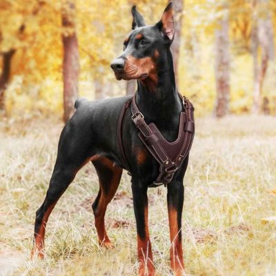 dobermann porte harnais pour chien en cuir