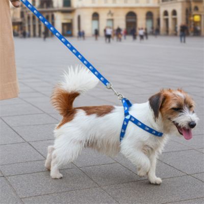 fox-terrier-avec-harnais-pour-petit-chien-bleu