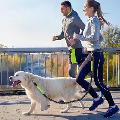 golden court avec laisse chien canicross vert