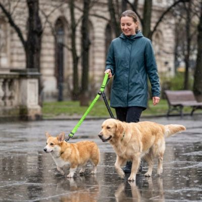 golden et corgi avec double laisse pour chien