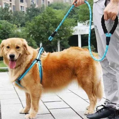 golden heureux avec laisse chien tressée bleue