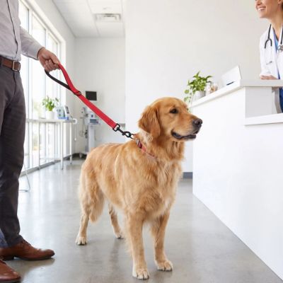 golden tenu avec laisse courte pour chien rouge taille m