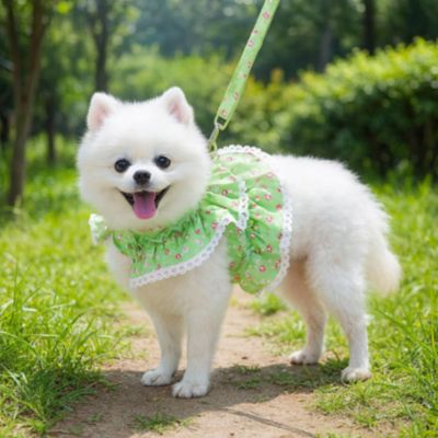 harnais petit chien couleur vert
