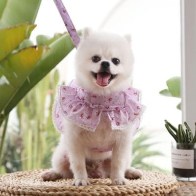 harnais petit chien volant violet