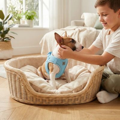 harnais pour chiot couleur bleu
