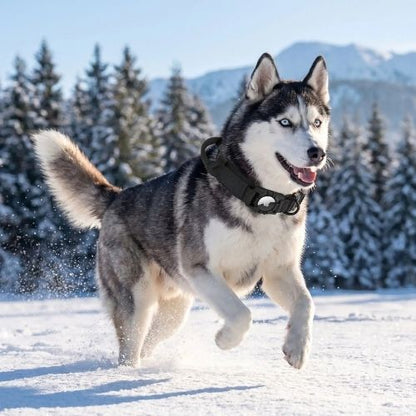 husky avec collier gps chien court dans neige