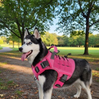 husky avec harnais chien anti traction couleur rose