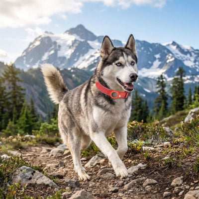 husky porte collier gps chien rouge
