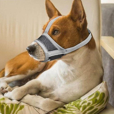 jack russell avec muselière pour chien gris