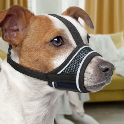 jack russell calme avec muselière pour chien