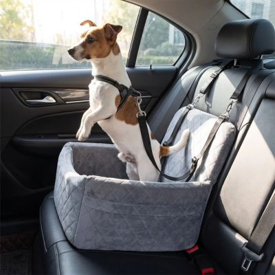 jack russell debout dans siege auto chien