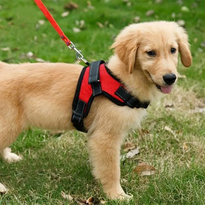 jeune labrador avec harnais pour chien anti traction rouge