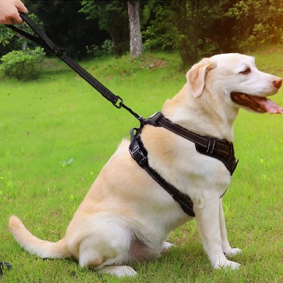 labrador assis avec laisse courte pour chien