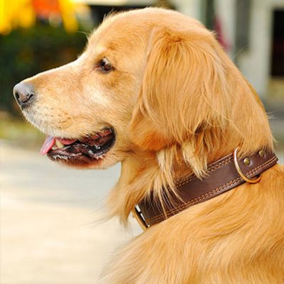 labrador avec collier en cuir pour chien marron