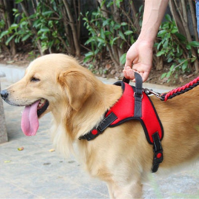 labrador avec harnais pour chien anti traction tenu par poignée