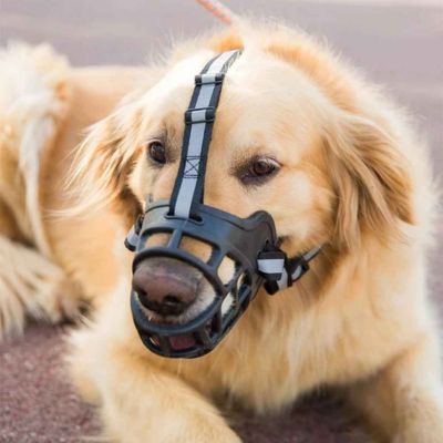 labrador avec muselière chien silicone