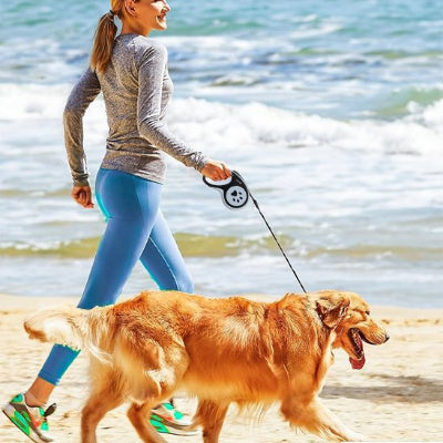labrador en balade sur plage avec laisse pour chien enrouleur
