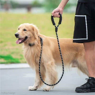 labrador en promenade avec laisse chien tressée noire