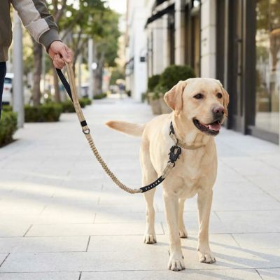 labrador en ville avec laisse pour chien mousqueton kaki