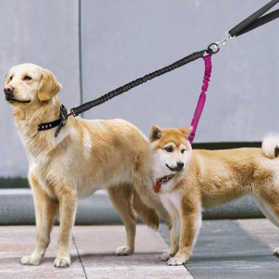 labrador et shiba inu avec double laisse pour chien