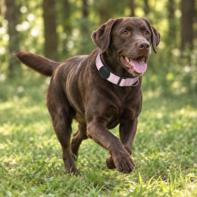 labrador porte collier gps chien rose