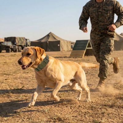 labrador porte collier tactique chien kaki dans camp militaire