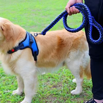 labrador tenu en laisse chien tressée