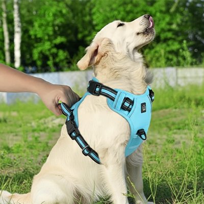 labrador tenu par poignée du harnais chien bleu