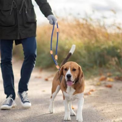 laisse double pour chien bleu