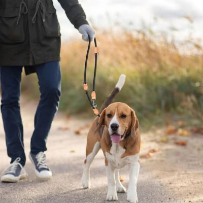 laisse double pour chien noir