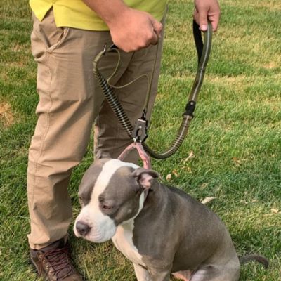 laisse pour chien mousqueton kaki