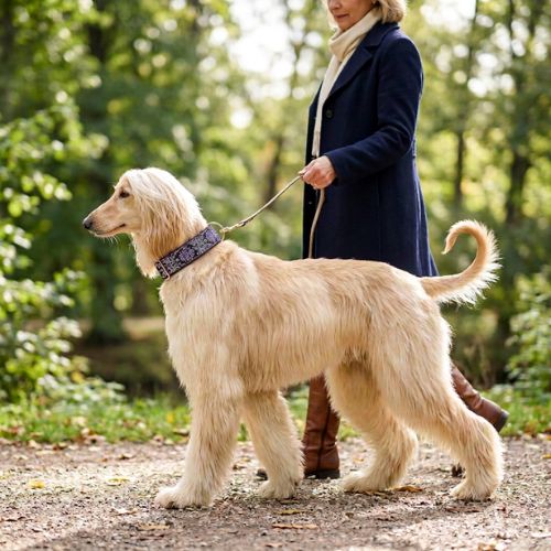 lévrier afghan en promenade porte collier chien