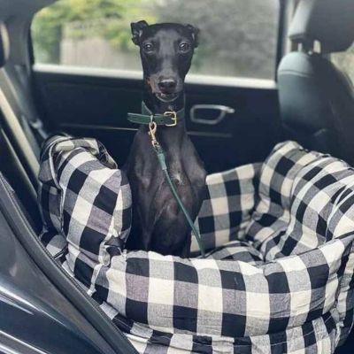 lévrier assis dans siege auto chiens carreaux