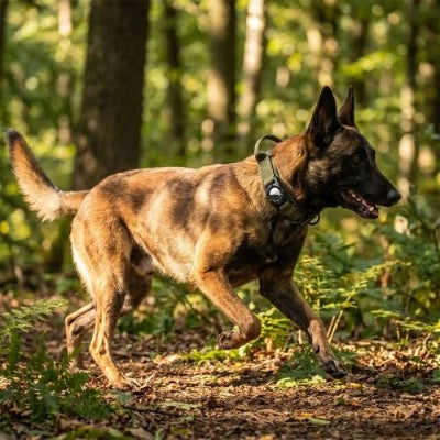 malinois dans forêt porte collier gps chien