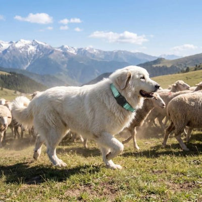 patou garde moutons avec collier gps chien