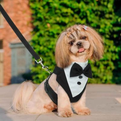 pékinois avec harnais chien chic