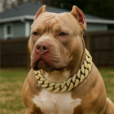 pitbull avec collier pour chien bijoux