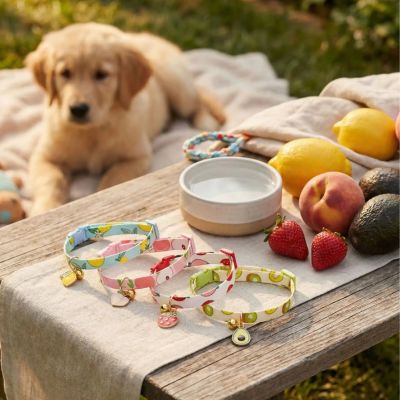 présentation-collier-chiot-fruité